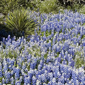 Texas, USA, North America. Bluebonnets (Lupinus texensis) Surrounding a Yucca Shrub