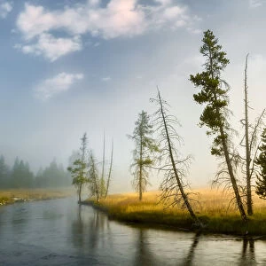 Trees and mist at sunrise along Firehole River, , Upper Geyser Basin, Yellowstone National Park