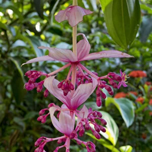 Tropical flower in Hawaii Botanical Garden, Big Island, Hawaii