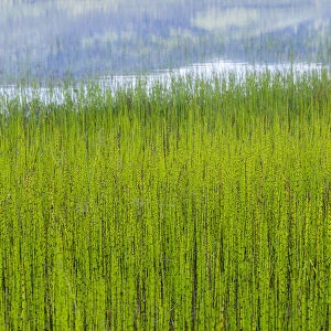 USA, Alaska. Reeds and Quartz Lake. Credit as: Don Paulson / Jaynes Gallery / DanitaDelimont