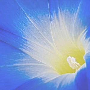 USA, California. Detail of morning glory flower