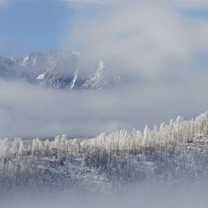 USA, Colorado. Hoarfrost coats the trees of Pike National Forest