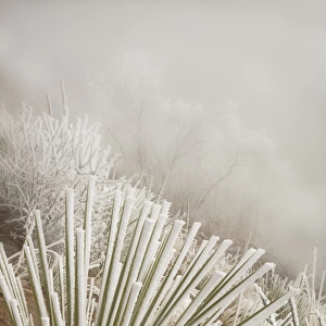 USA, Colorado, Pike National Forest. Soapweed yucca covered in hoarfrost. Credit as