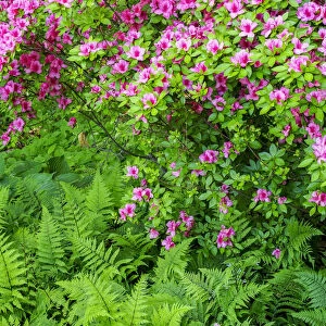 USA, Delaware. Azalea shrub with ferns below in a garden