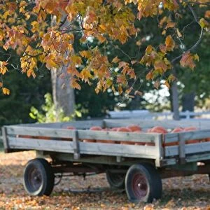 USA, IOWA, Madison County, Winterset: Howells Farm, Pumpkin Wagon / Autumn