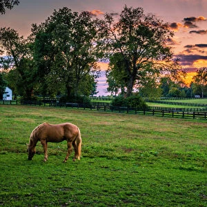 USA, Lexington, Kentucky. Lone horse at sunset, Darby Dan Farm