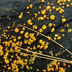 USA, Michigan. White pine needle cluster and yellow jelly fungus on fallen log. Credit as