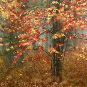 USA, Pennsylvania. Sunlight on autumn leaves