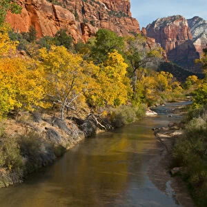 USA, Utah, Zion National Park. Zion Canyon and Virgin River lined with cottonwood trees