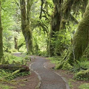 USA, Washington, Olympic National Park. Hall of Mosses Trail in the Hoh River Rainforest