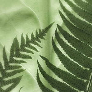 USA, Washington, Seabeck. Oak fern and sword fern on backlit skunk cabbage leaf. Credit as