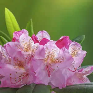 USA, Washington, Seabeck. Pacific Rhododendron flowers close-up