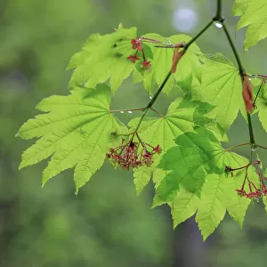 USA, Washington, Seabeck. Vine maple branch and foliage in rain