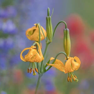 USA, Washington State. Columbia Lily (Lilium columbianum), lupine and Indian Paintbrush