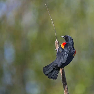 USA, Washington State. Male Red-winged Blackbird (Agelaius phoeniceus) displaying