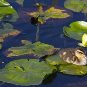 WA, Juanita Bay Wetland, Mallard duck, duckling (Anas platyrhynchos)