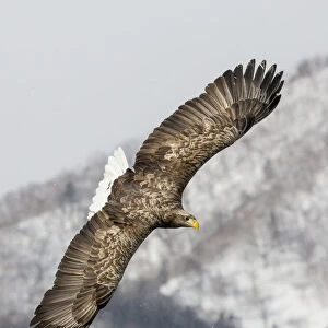 White-tailed Eagle fishing along the waters of Shiretoko Peninsula, Hokkaido, Japan
