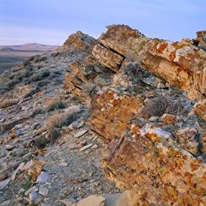 Wyoming. USA. Lichen on tilted rock. Great Divide Basin. Red Desert