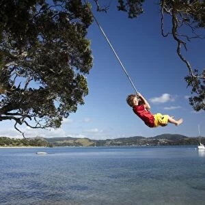Young Boy on Rope Swing under Pohutukawa Tree, Flaxmill Bay, Coromandel, North Island