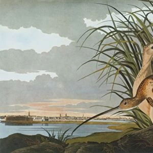 AUDUBON: CURLEW. Long-billed Curlew (Numenius americanus), with a view of Charleston Harbor