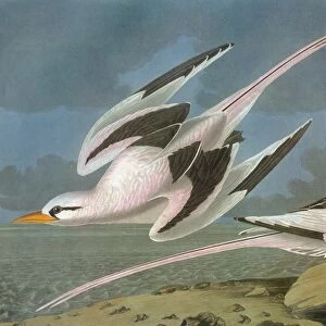 AUDUBON: TROPICBIRD. White-tailed Tropicbird (Phaethon lepturus)