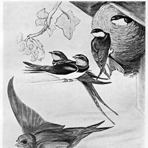 BLACKBURN: BIRDS, 1895. Swift, Chimney Swallow, Martin. Illustration by Jemima Blackburn