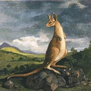 CAPTAIN COOK: KANGAROO, 1773. The Australian Kangaroo. Line engraving from Captain Cooks Account of a Voyage Round the World in the Years 1768-71, London, 1773
