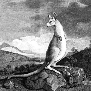 COOK: KANGAROO, 1773. The Australian Kangaroo. Line engraving, 1773, from Captain James Cooks Account of a Voyage Round the World in the Years 1768-71