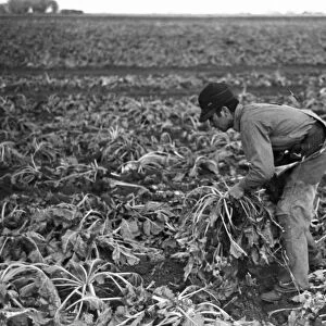 MIGRANT WORKER, 1937. Young worker picking sugar beets on a farm, near Fisher, Minnesota