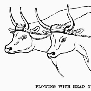 PLOWING WITH HEAD YOKE. Wood engraving, American, c1863