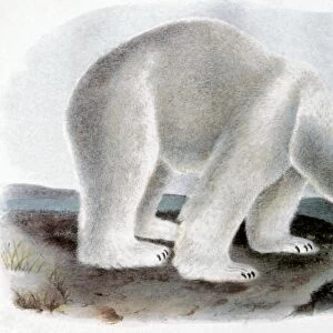 POLAR BEAR (Ursus maritimus). Lithograph, 1846, after the painting by John James Audubon