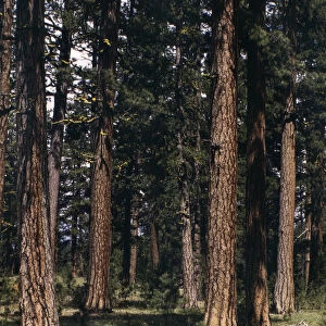 PONDEROSA FOREST, 1942. Virgin ponderosa pine trees in Malheur National Forest