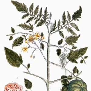 TOMATO PLANT, 1735. Tomato (poma amoris). Line engraving by Elizabeth Blackwell from her book A Curious Herbal published in London, 1735