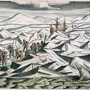 WILLEM BARENTS (c1550-1597) and his men battling ice floes and polar bears in the arctic: contemporary engraving