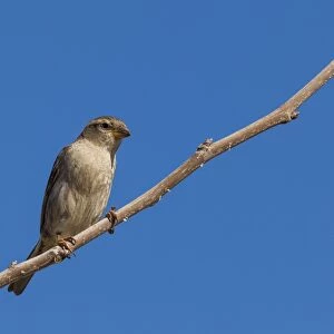 A house sparrow at Cabo de Gata in Spain