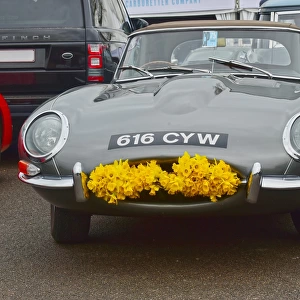 CM18 0457 Jaguar E-Type, daffodils