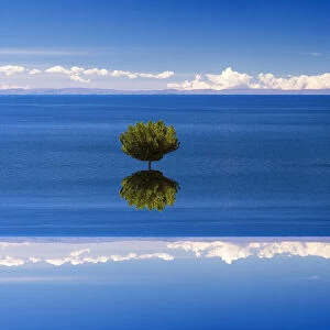 Abstract visualisation: a single tree on the coastline of Taquile Island in Lake Titicaca