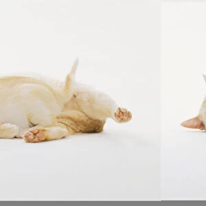 Adult cream-coloured Cat (Felis catus) lying down, curled around a kitten, side view