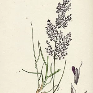 Agrostis canina, Brown Bent-grass