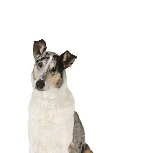 Alert white, brown and black tricolour shorthaired Smooth Collie, sitting