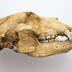 Bear skull, side view
