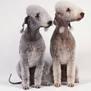Two Bedlington Terriers (Canis familiaris) with clipped coats, ears showing fringe of unclipped, white silky hair, heads facing to right, front view
