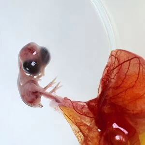 Bird embryo attached to yolk sac