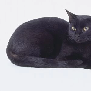 Black Bombay cat with dense jet-black fur and bright eyes, lying down