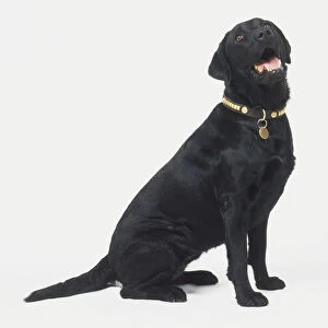 Black Labrador Retriever (Canis familiaris), sitting, looking up, side view