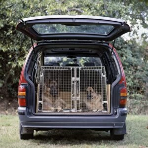 Two black and tan German Shepherd dogs in animal pens in rear of car