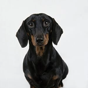 Black and tan miniature Smooth-haired Dachshund
