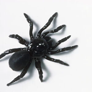 A black trapdoor spider