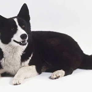 Black and white Dog (Canis familiaris) lying down