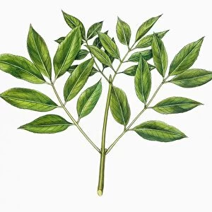 Botany, Oleaceae, Leaves of Manna Ash Fraxinus ornus, illustration